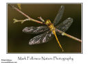 Female black darter Sympetrum danae 